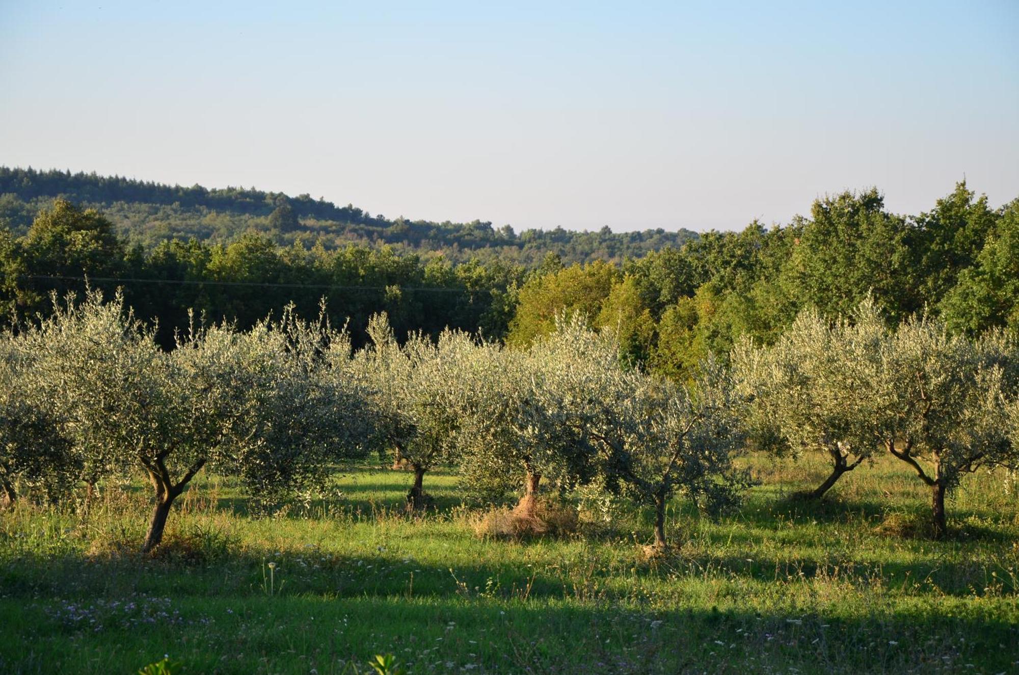 Villa Olivetta By Istrian Country Houses Barat  Екстериор снимка