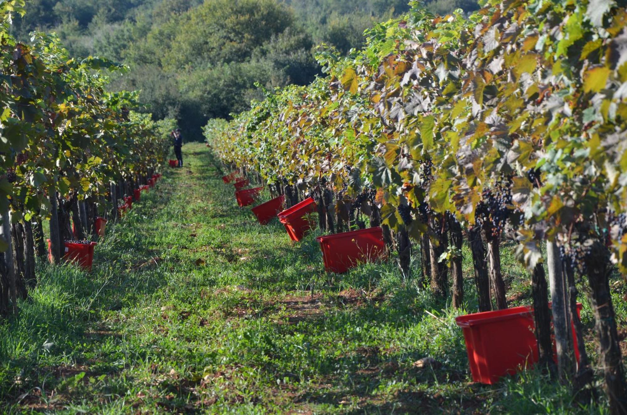 Villa Olivetta By Istrian Country Houses Barat  Екстериор снимка